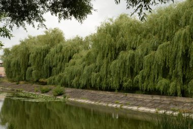 Eski park Ikva Nehri 'nde, Styr' ın (Dinyeper Havzası) sağ koludur.)