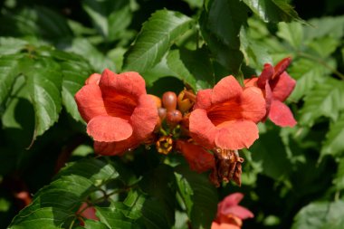 Gereza yaygın (Lcium barbarum L., 1753, çevir omuriliği, çıkıntı)