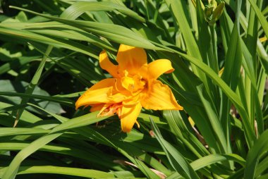 Lily (Lilium, Ukraynalı halk ismi Lily)