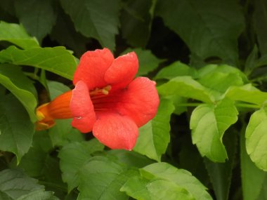 Gereza yaygın (Lcium barbarum L., 1753, çevir omuriliği, çıkıntı)          