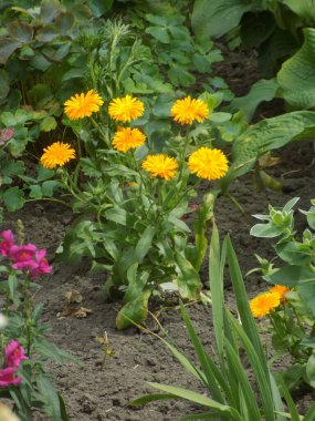 Calendula officinalis (Latince: Calendula officinalis), Calendula familyasından yıllık bitki türü..          