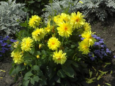 Yıldız çiçeği (