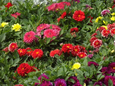 Yıldız çiçeği (