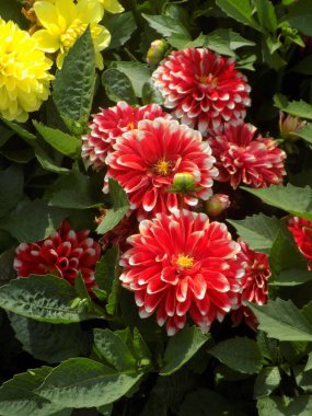 Yıldız çiçeği (