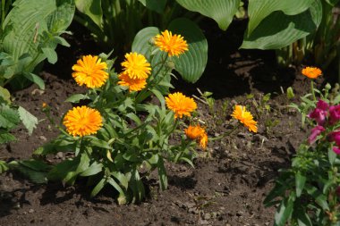 Calendula officinalis (Latince: Calendula officinalis), Calendula familyasından yıllık bitki türü..