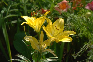 Lily (Lilium, Ukraynalı halk ismi Lily)