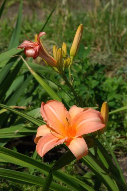 Lily (Lilium, Ukraynalı halk ismi Lily)
