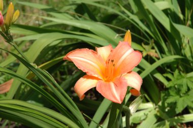 Lily (Lilium, Ukraynalı halk ismi Lily)