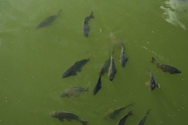 Sazan balığı (Cyprinus carpio), cyprinidae familyasından bir balık türü..