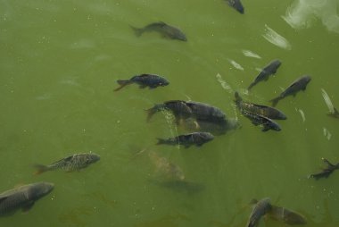 Sazan balığı (Cyprinus carpio), cyprinidae familyasından bir balık türü..