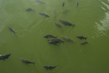 Sazan balığı (Cyprinus carpio), cyprinidae familyasından bir balık türü..