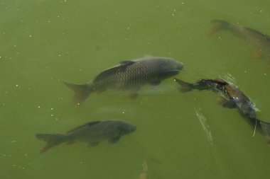 Sazan balığı (Cyprinus carpio), cyprinidae familyasından bir balık türü..