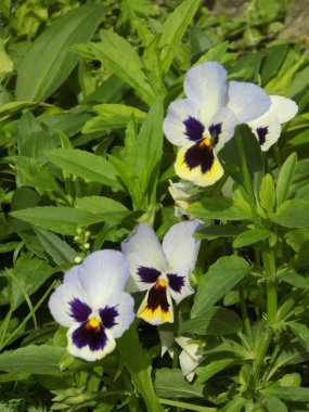 Üç renkli menekşe, vahşi nonoş (Viola üç renkli L.)           