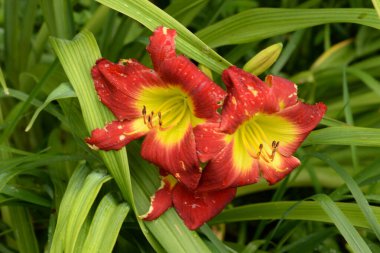 Lily (Lilium, Ukraynalı halk ismi Lily)