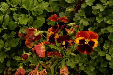 Üç renkli menekşe, vahşi nonoş (Viola üç renkli L.) 