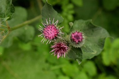 Burdock (