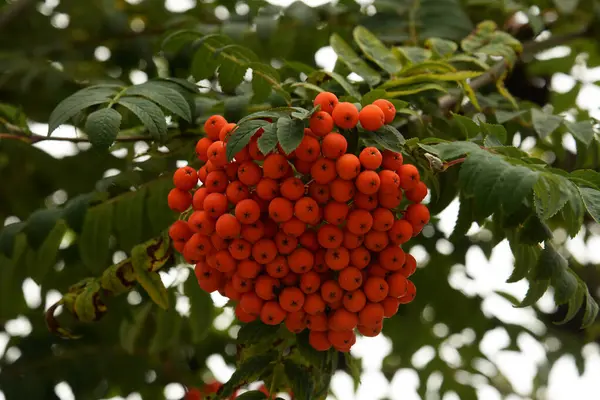 Yaygın dağ külleri (Sorbus aucuparia)