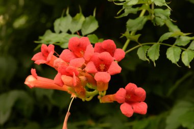 Gereza yaygın (Lcium barbarum L., 1753, çevir omuriliği, çıkıntı)  