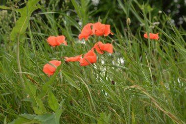 Oriental haşhaş (gelincik orientale)