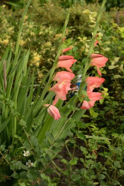 Kosariki (Gladiolus), midye familyasından uzun ömürlü bir bitki cinsidir.