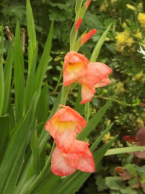 Kosariki (Gladiolus), midye familyasından uzun ömürlü bir bitki cinsidir.          