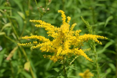 Golden Cowl Canadian (Latin Solidgo canadnsis), bloom, family astropeus, flowers, general view, genus goldenrod, green, leaves, or composite, taç yaprakları, plant, weed, wild, yellow