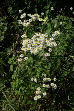  Papatya çayı ya da papatya çayı her yıl yüksek dallı bir bitki cinsidir. 
