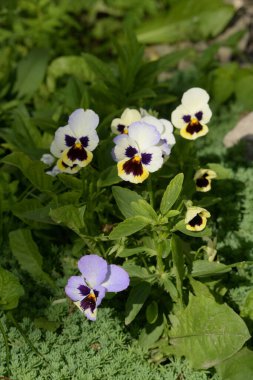 Üç renkli menekşe, vahşi nonoş (Viola üç renkli L.)