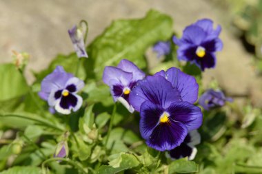 Üç renkli menekşe, vahşi nonoş (Viola üç renkli L.)