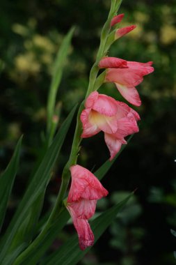 Kosariki (Gladiolus), midye familyasından uzun ömürlü bir bitki cinsidir. 