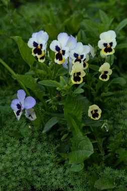 Üç renkli menekşe, vahşi nonoş (Viola üç renkli L.)