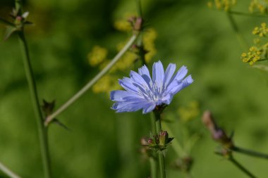 Centaurea, Saster familyasından bir bitki cinsidir.