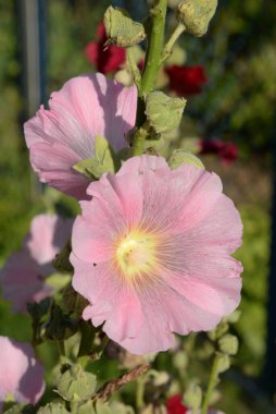 Malva, veya mallow (lat. Mlva)