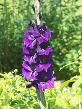 Kosariki (Gladiolus), midye familyasından uzun ömürlü bir bitki cinsidir.      