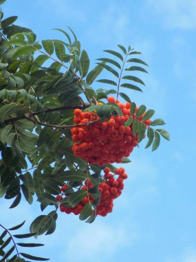 Yaygın dağ külleri (Sorbus aucuparia)          