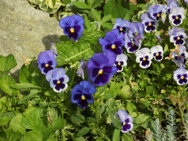 Üç renkli menekşe, vahşi nonoş (Viola üç renkli L.)          