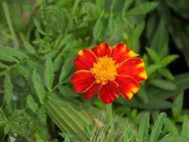 Castle Hill 'in genel manzarası         