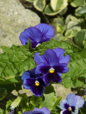  Üç renkli menekşe, vahşi nonoş (Viola üç renkli L.)          