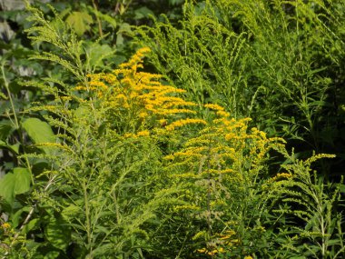 Golden Cowl Canadian (Latin Solidgo canadnsis), bloom, family astropeus, flowers, general view, genus goldenrod, green, leaves, or composite, taç yaprakları, plant, weed, wild, yellow          