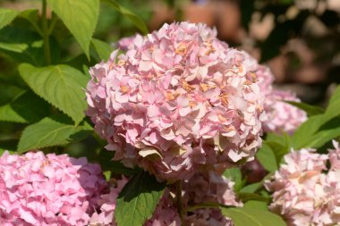  Hydrangea (Hydrangea) is a genus of flowering plants of the Hydrangea family