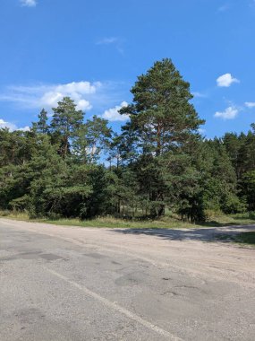 Bahar eski karışık orman 