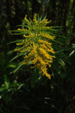 Golden Cowl Canadian (Latin Solidgo canadnsis), bloom, family astropeus, flowers, general view, genus goldenrod, green, leaves, or composite, taç yaprakları, plant, weed, wild, yellow