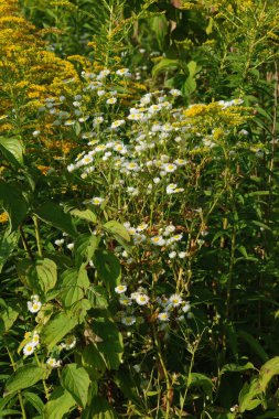  Papatya çayı ya da papatya çayı her yıl yüksek dallı bir bitki cinsidir.
