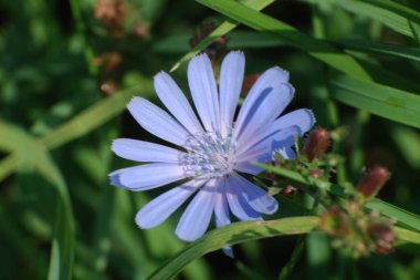 Centaurea, Saster familyasından bir bitki cinsidir.