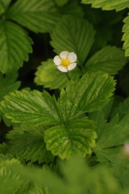 Bahçe çilekleri, bahçe çilekleri, ananas çilekleri, çilekler, çilekler (Fragaria ananassa Duchesne)