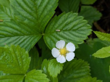 Bahçe çilekleri, bahçe çilekleri, ananas çilekleri, çilekler, çilekler (Fragaria ananassa Duchesne)