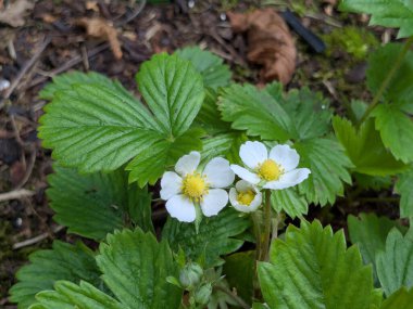 Bahçe çilekleri, bahçe çilekleri, ananas çilekleri, çilekler, çilekler (Fragaria ananassa Duchesne)
