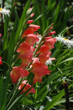 Kosariki (Gladiolus), midye familyasından uzun ömürlü bir bitki cinsidir.