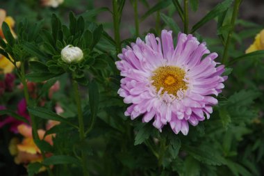 Aster (Aster), Asteraceae familyasından bir bitki cinsidir..
