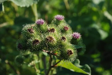 Burdock (